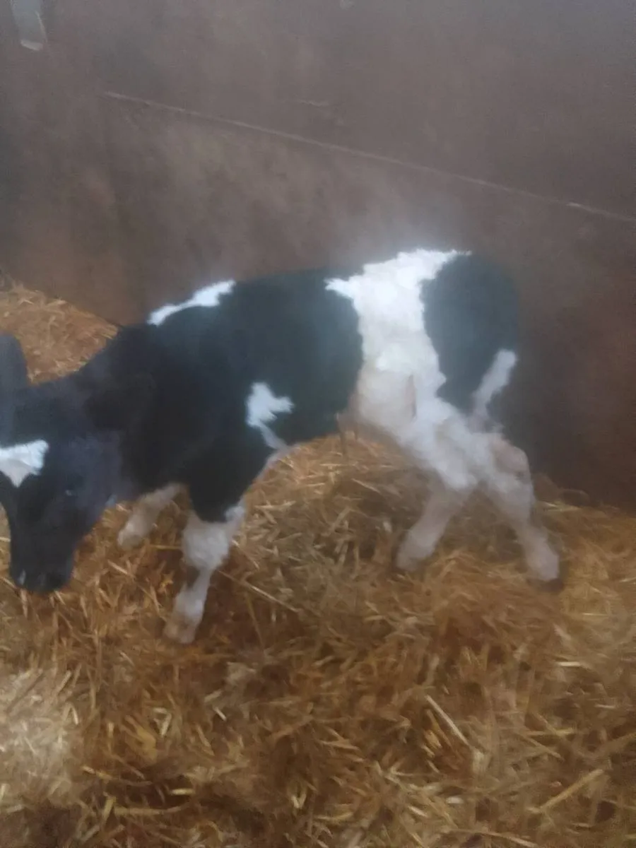 Calf - Image 2