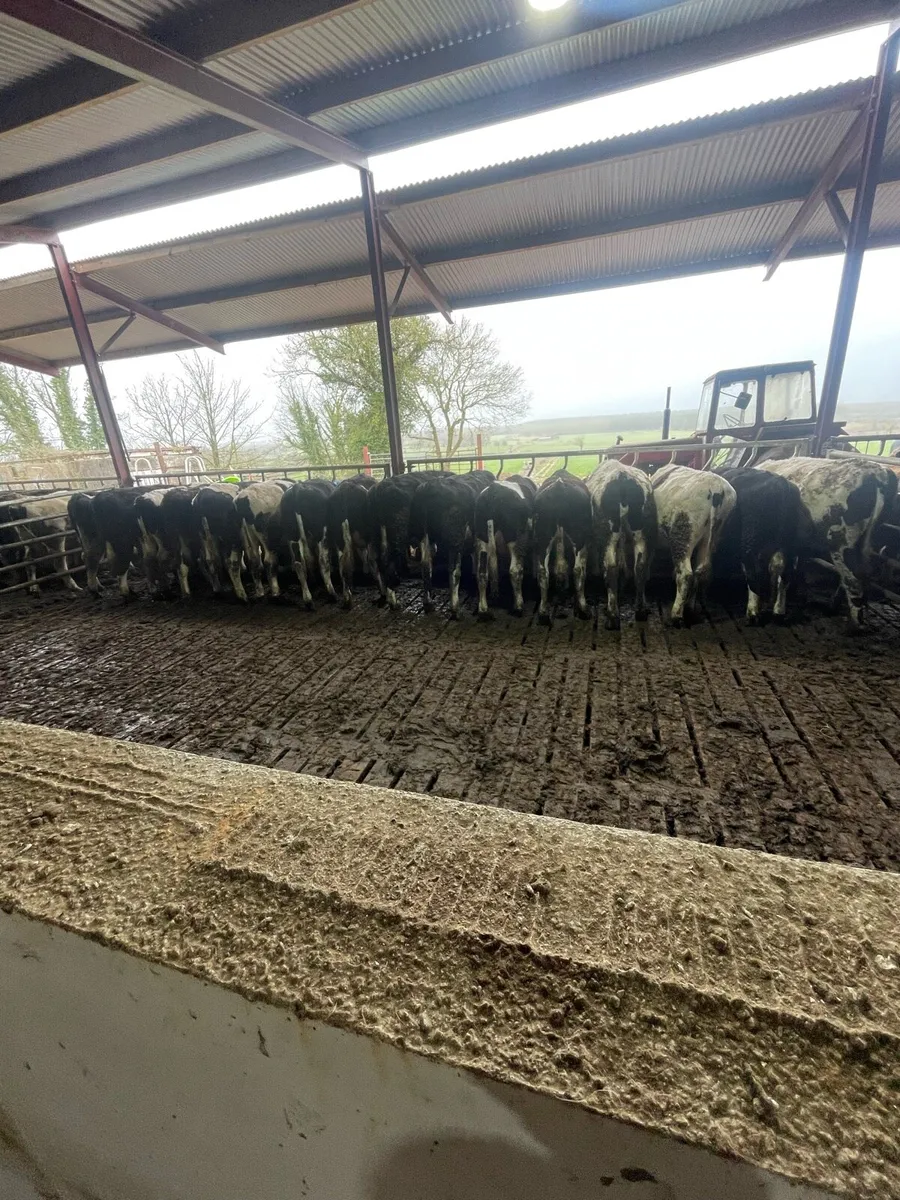 30 Friesian Bullocks - Image 1