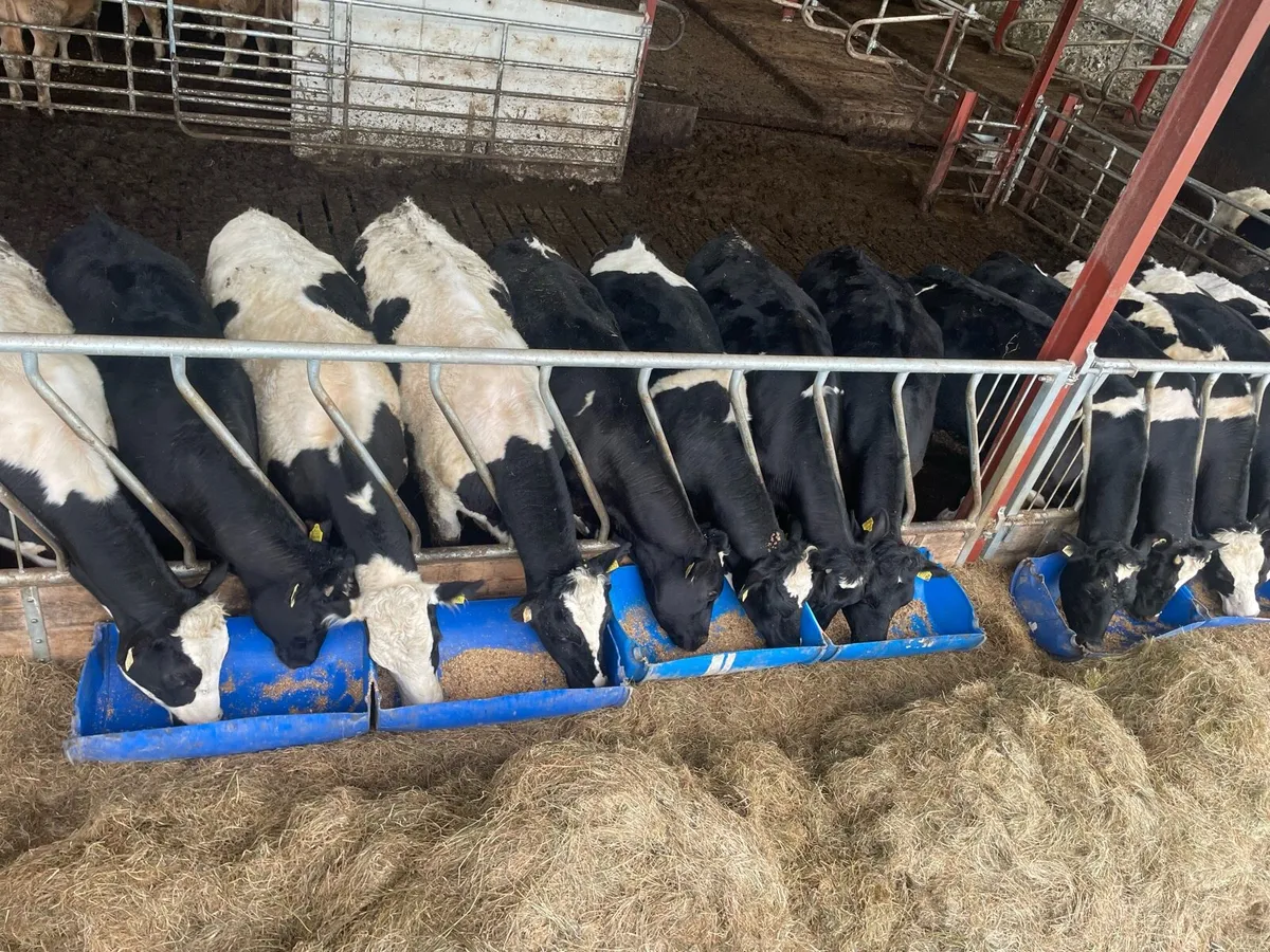 30 Friesian Bullocks - Image 3