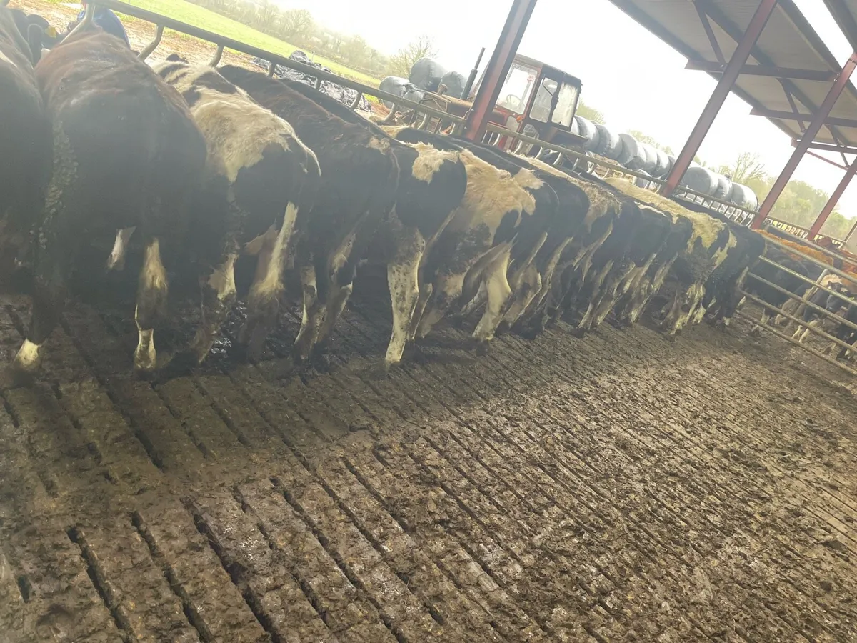 30 Friesian Bullocks - Image 2