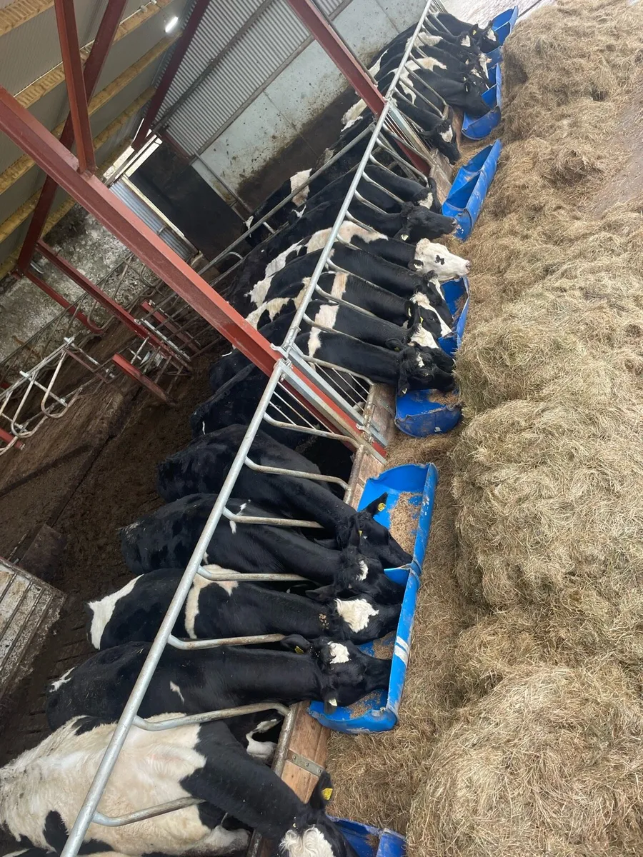 30 Friesian Bullocks - Image 4