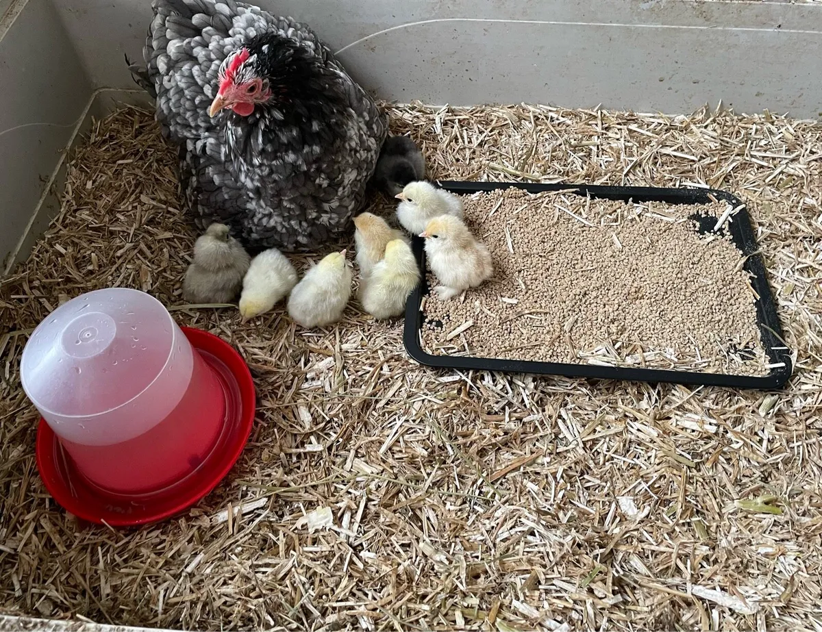 Hen and chicks, plus other poultry - Image 1