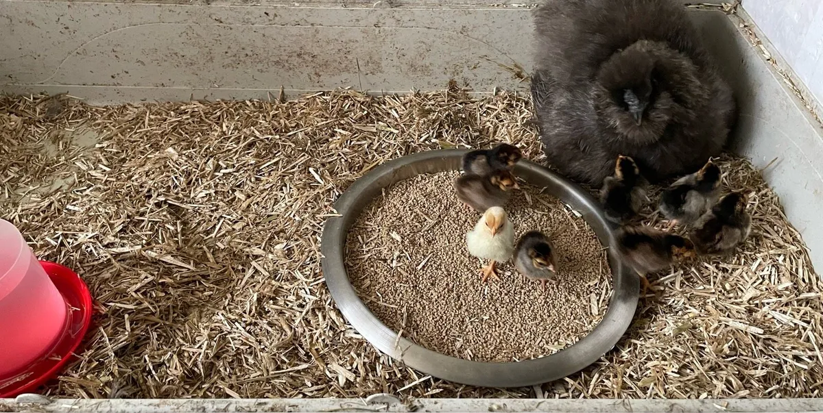 Hen and chicks, plus other poultry - Image 2