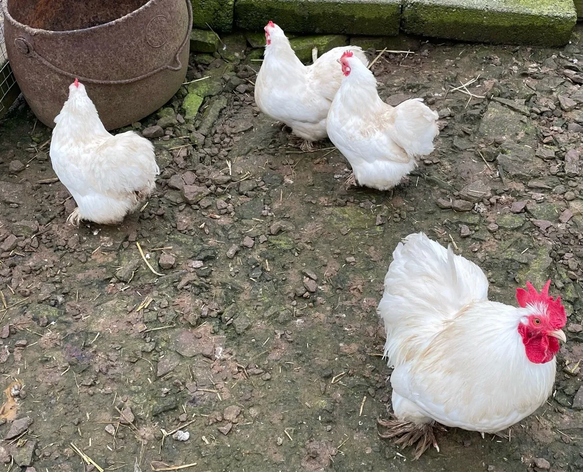 Hen and chicks, plus other poultry - Image 3