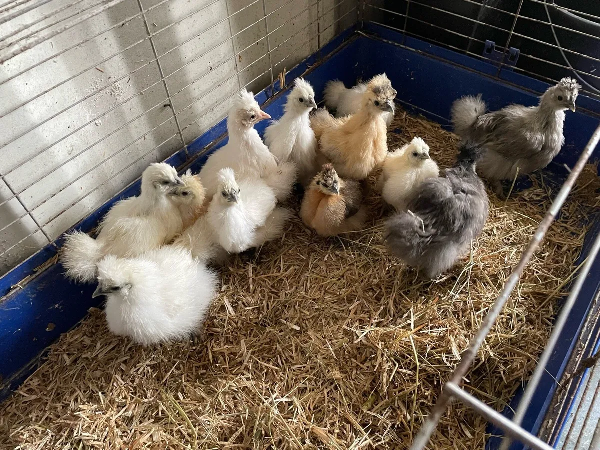 Hen and chicks, plus other poultry - Image 3