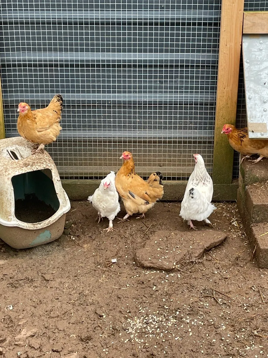 Hen and chicks, plus other poultry - Image 4