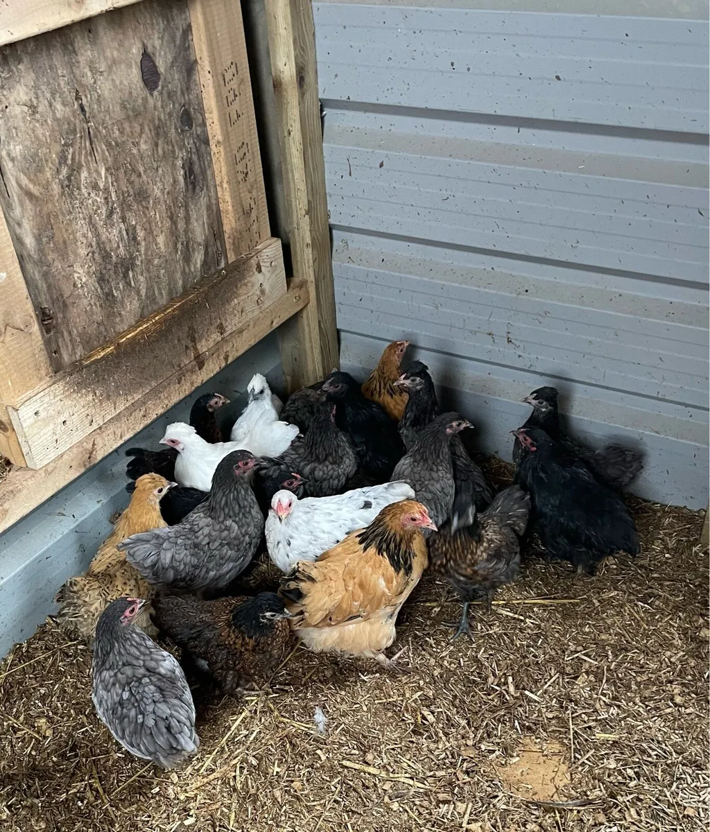 Hen and chicks, plus other poultry - Image 3