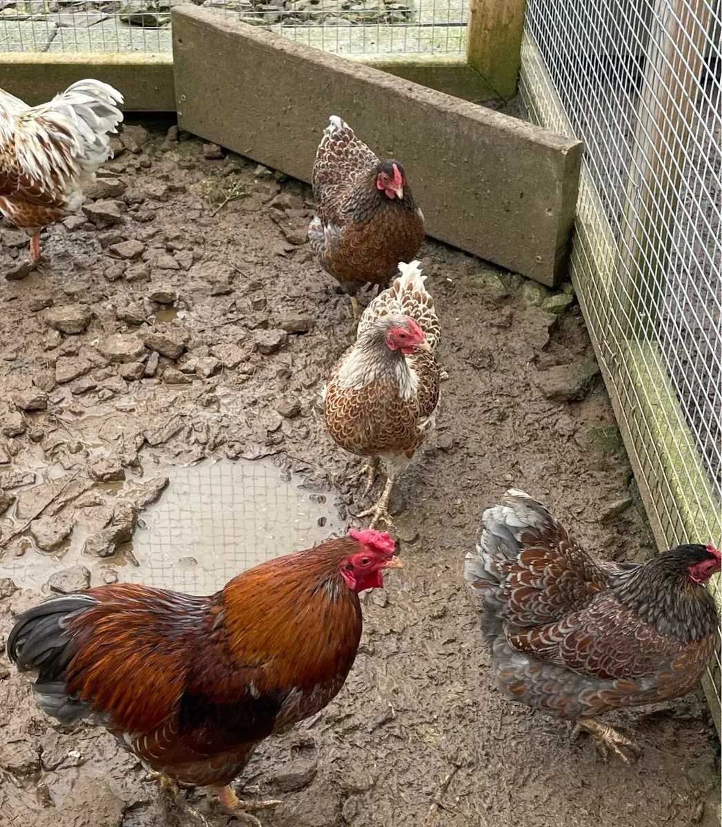Hen and chicks, plus other poultry - Image 4