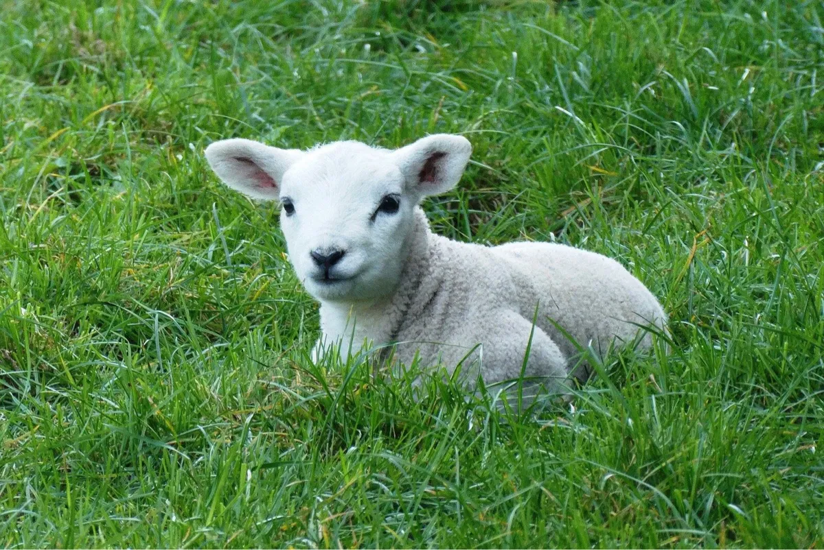 Pet lambs