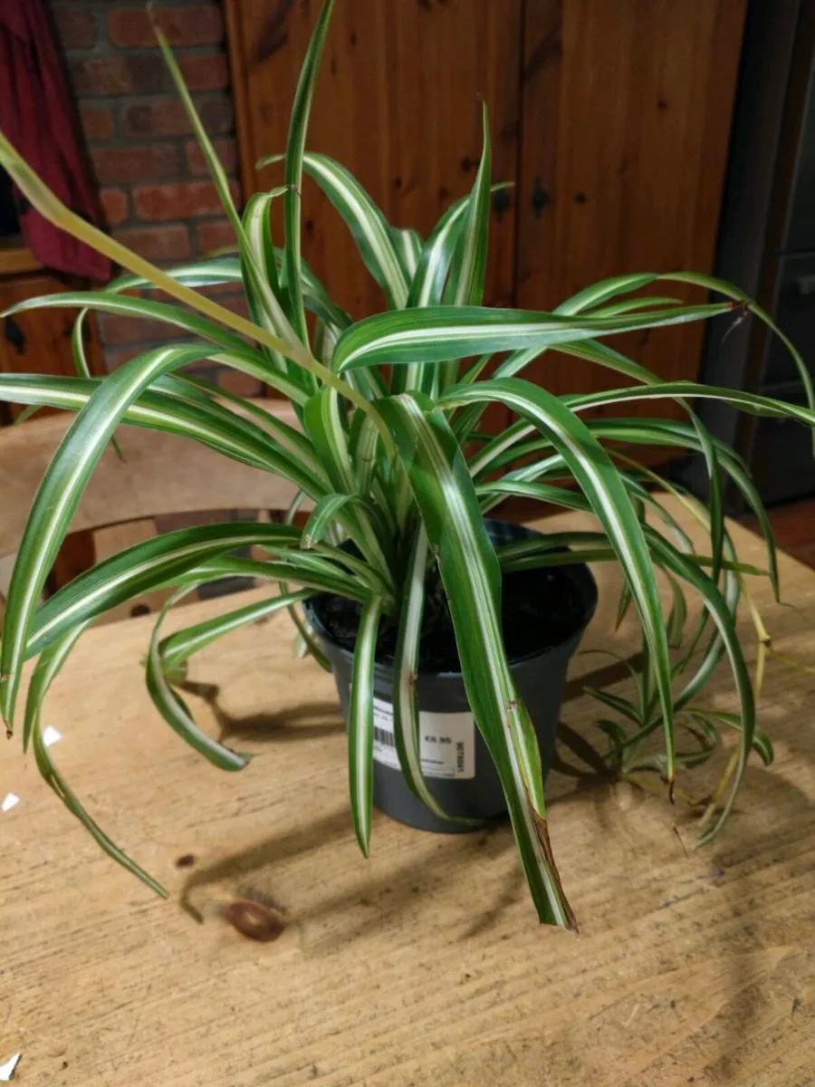 Spider plant all sizes €4 to €6, depends on sizes. - Image 1