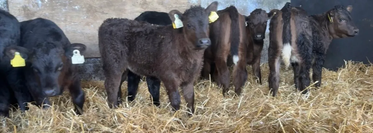 10 fresh AA heifer calves - Image 1