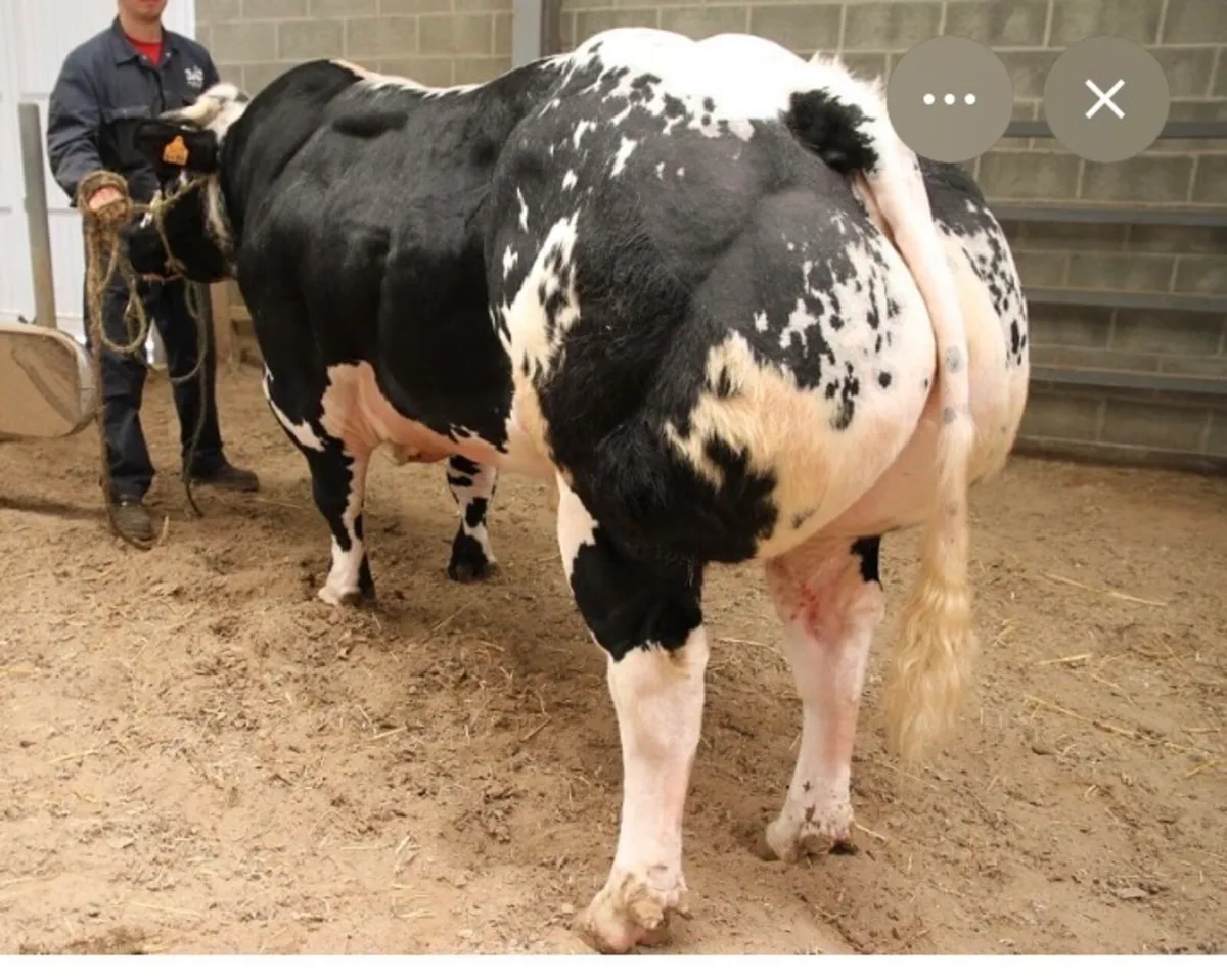 Selection AI straws - Image 1