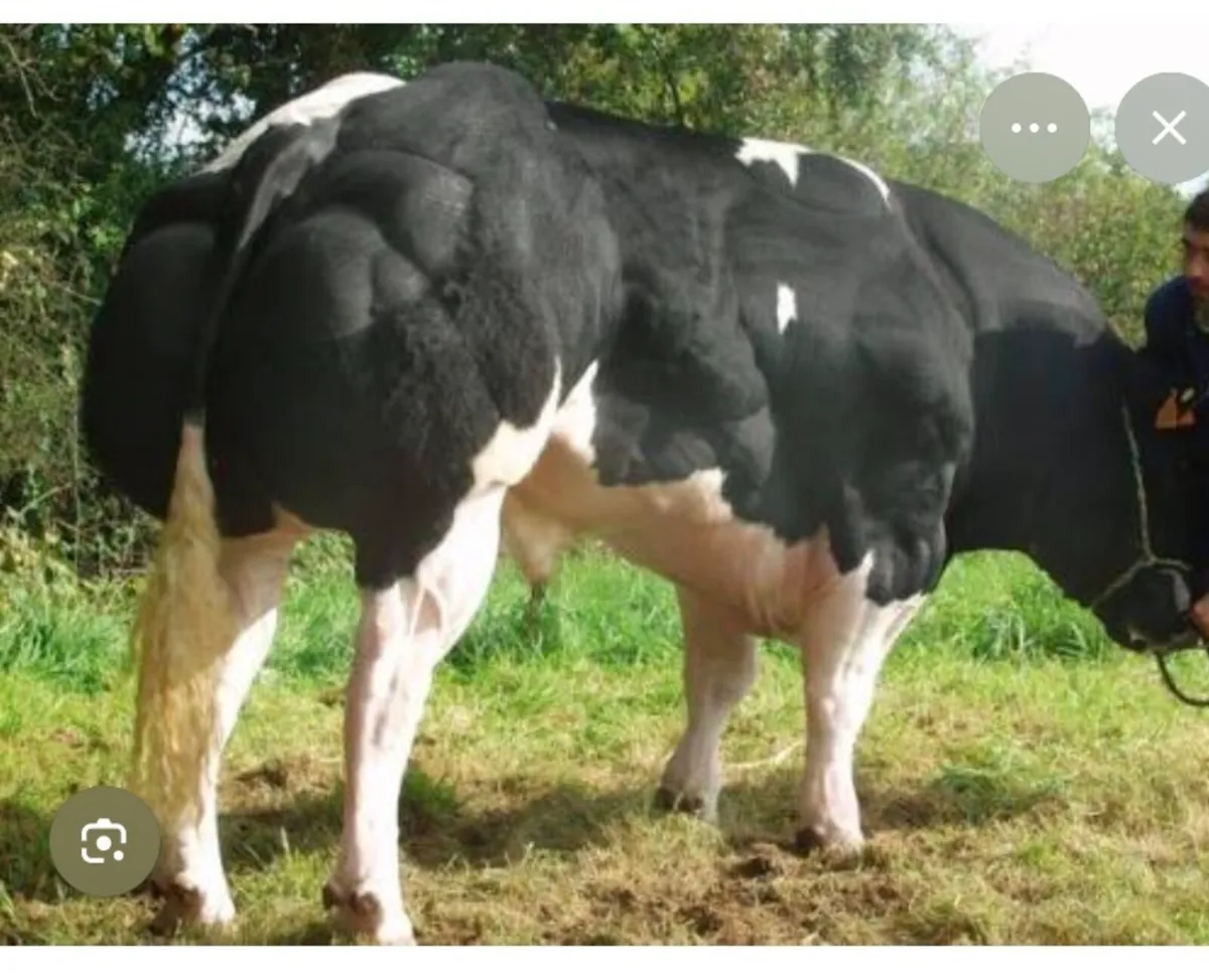 Selection AI straws - Image 3