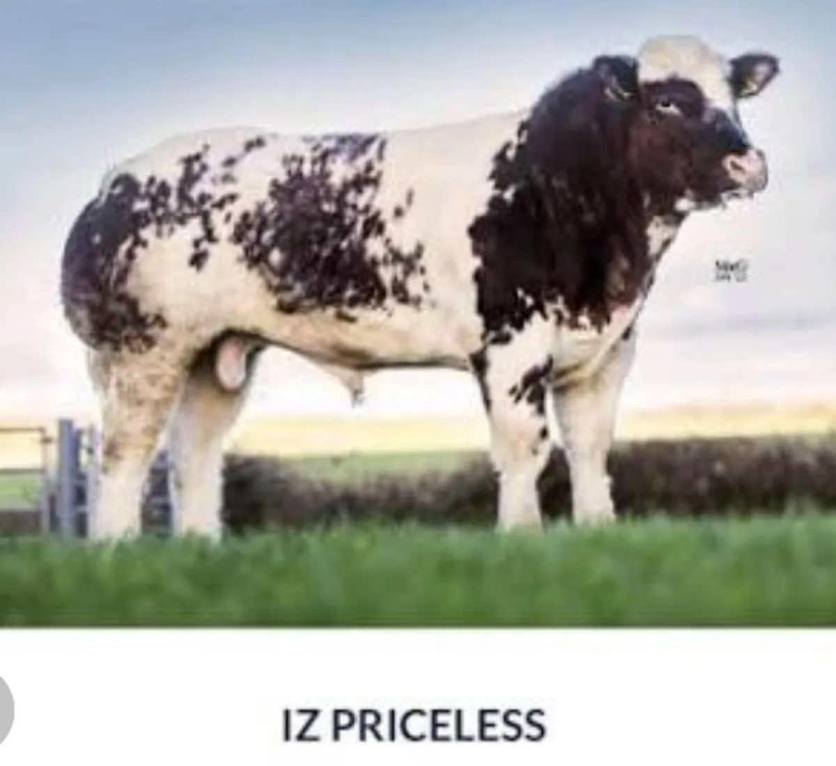 Selection AI straws - Image 4