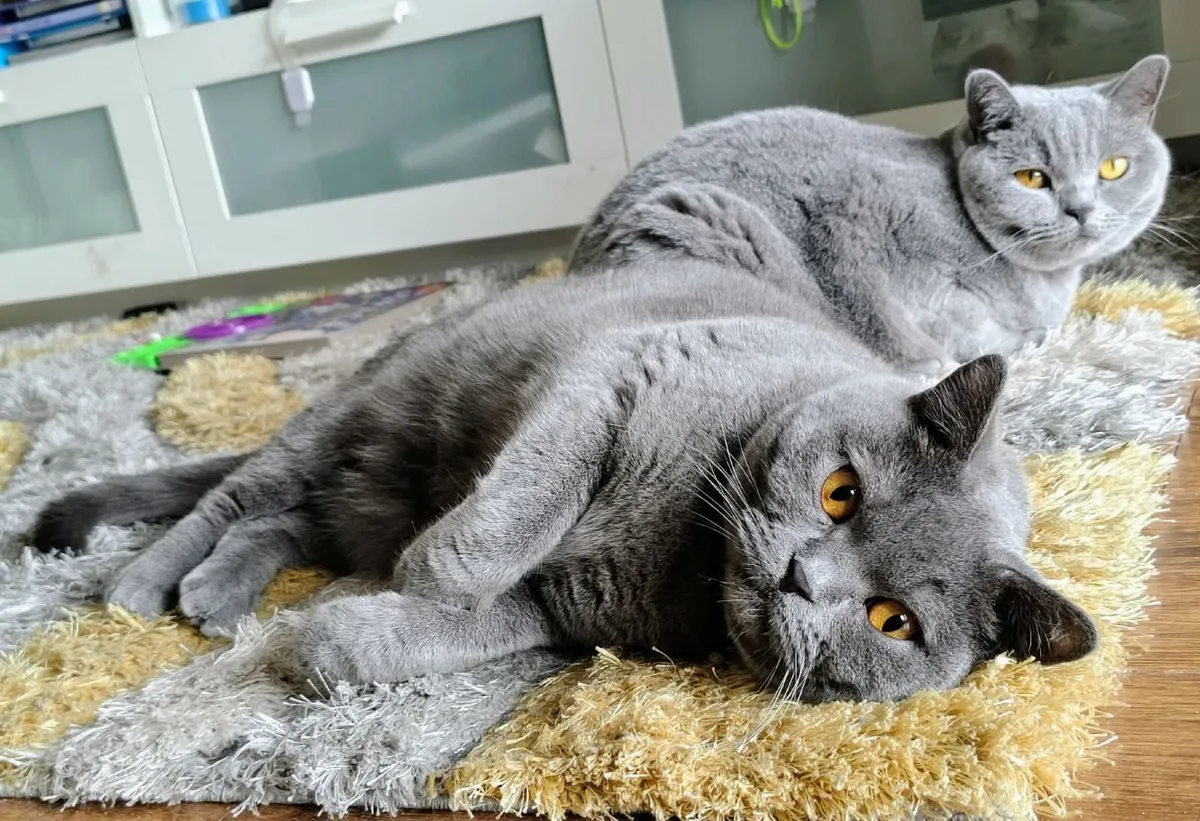 Purebred British Shorthair Cat (GCCFI) - Image 4