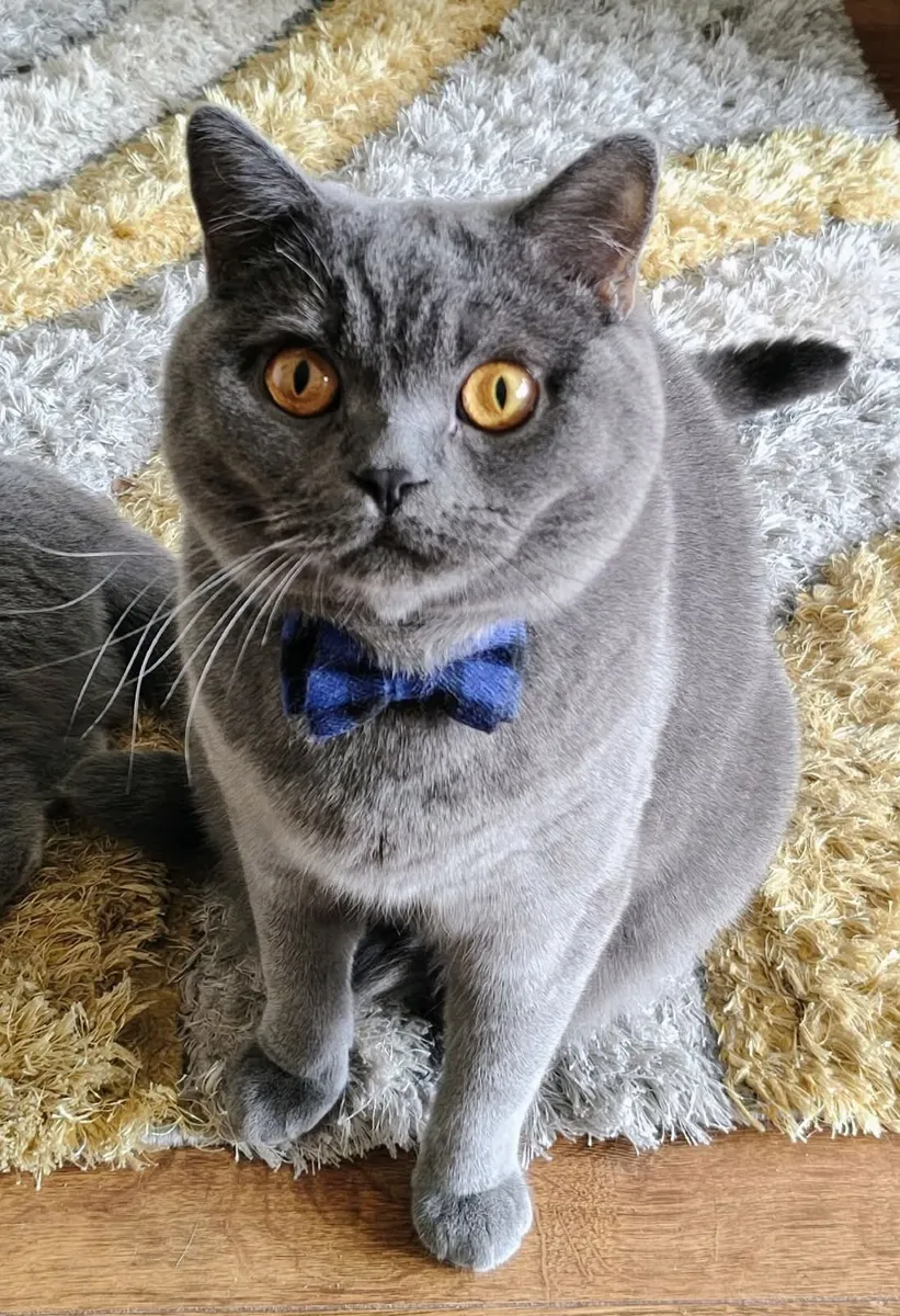 Purebred British Shorthair Cat (GCCFI) - Image 1