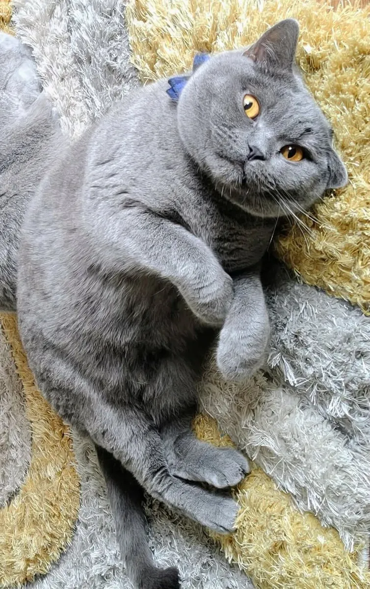 Purebred British Shorthair Cat (GCCFI) - Image 2