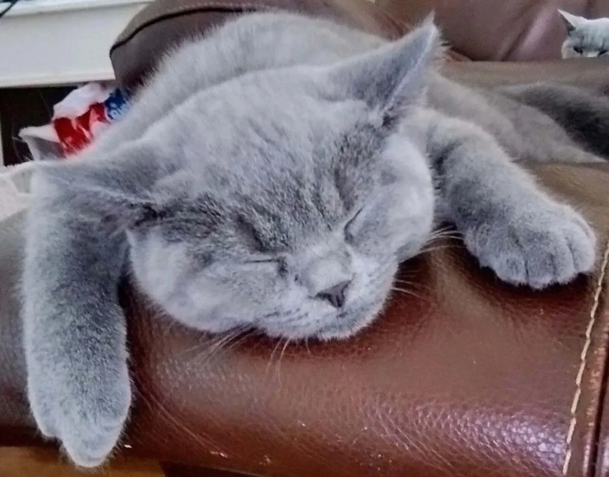 Purebred British Shorthair Cat (GCCFI) - Image 3