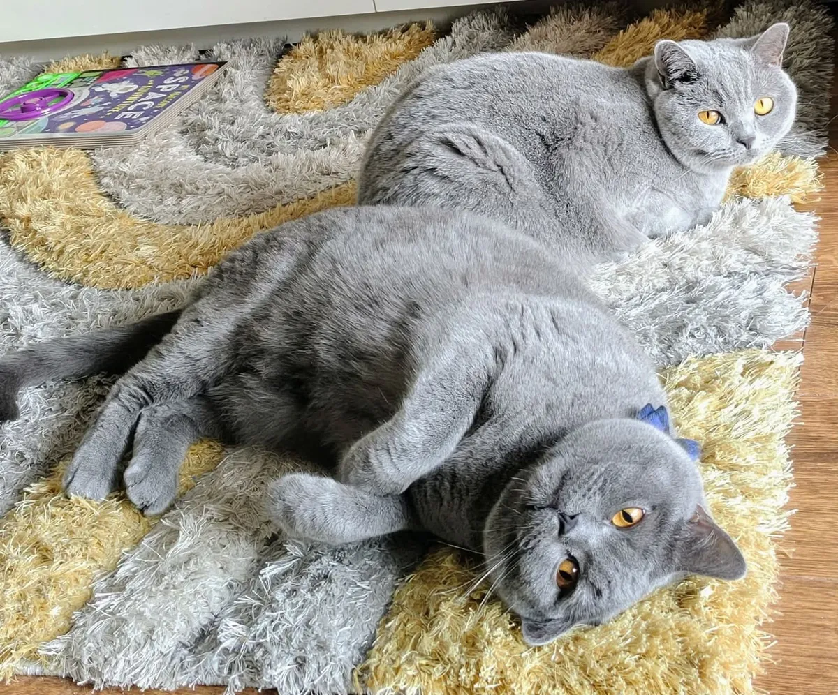 Purebred British Shorthair Cat (GCCFI) - Image 2