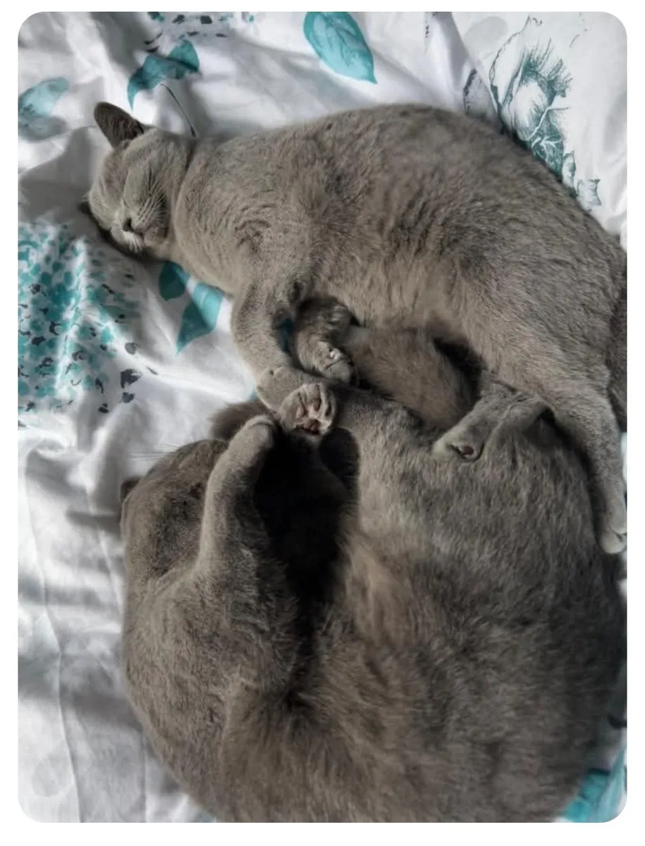 Purebred British Shorthair Cat (GCCFI) - Image 3