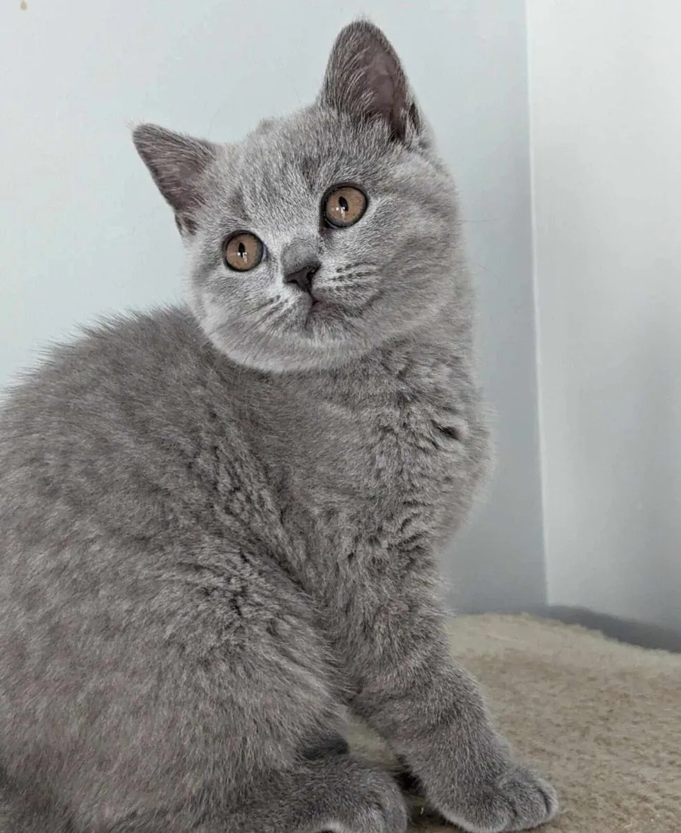 Purebred British Shorthair Cat (GCCFI) - Image 4