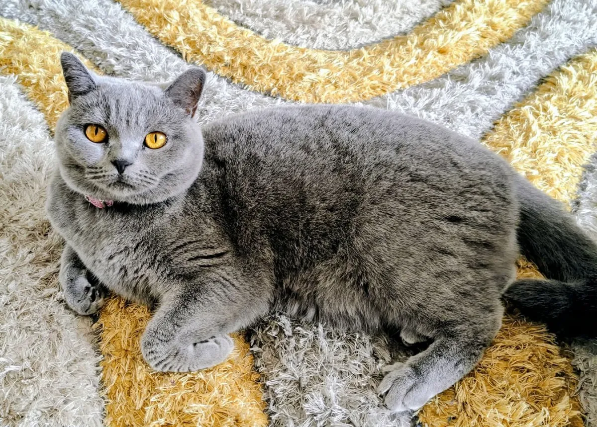 Purebred British Shorthair Cat (GCCFI) - Image 1