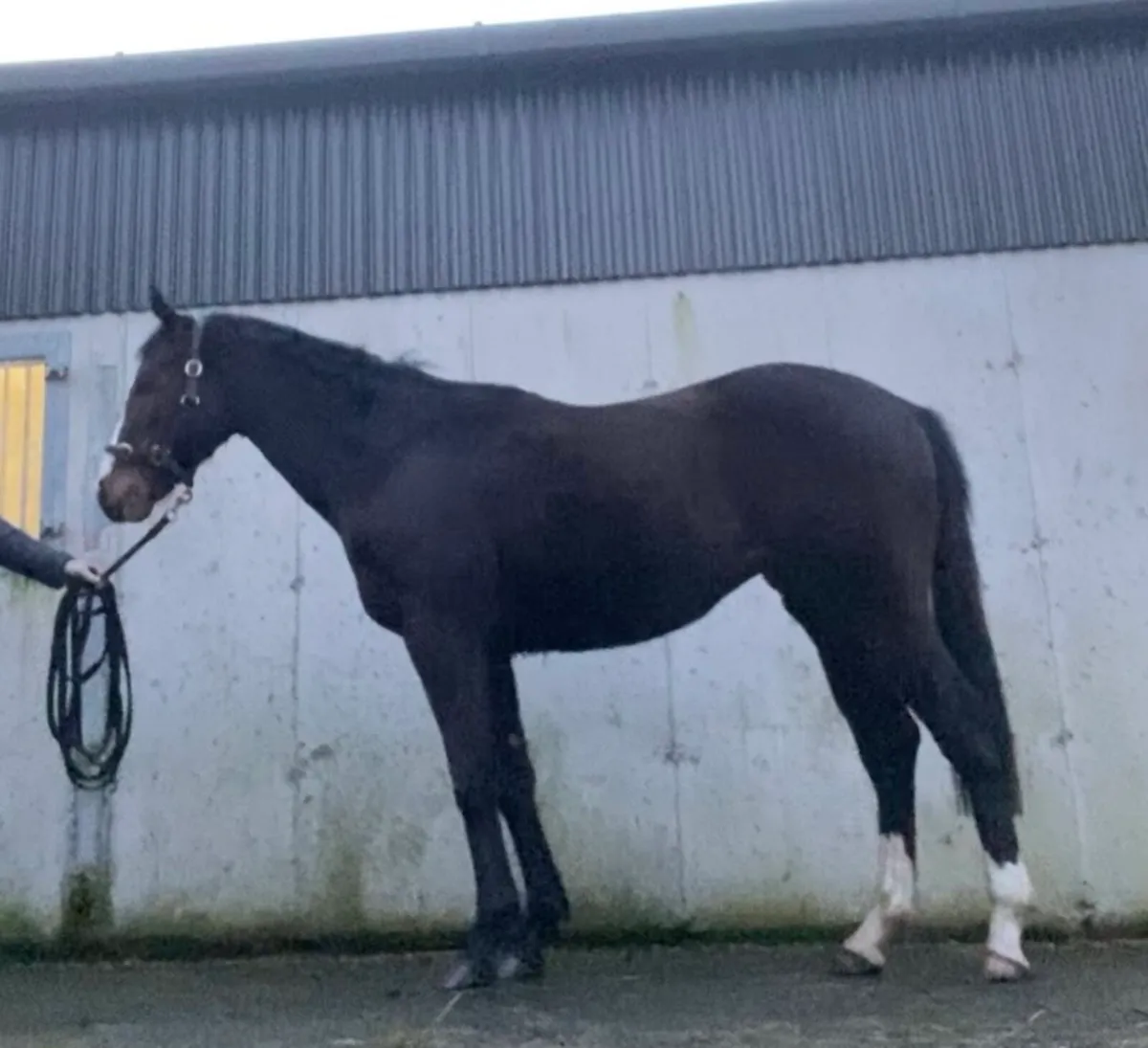 Vadamos 3yo - Image 1