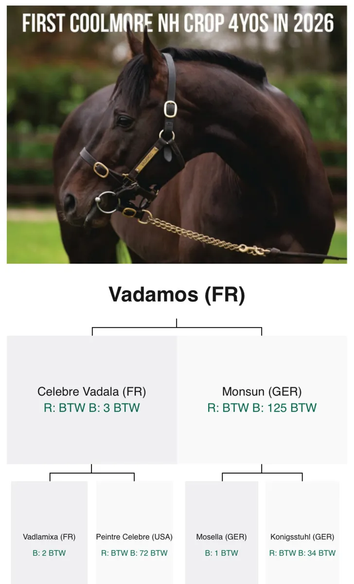 Vadamos 3yo - Image 4