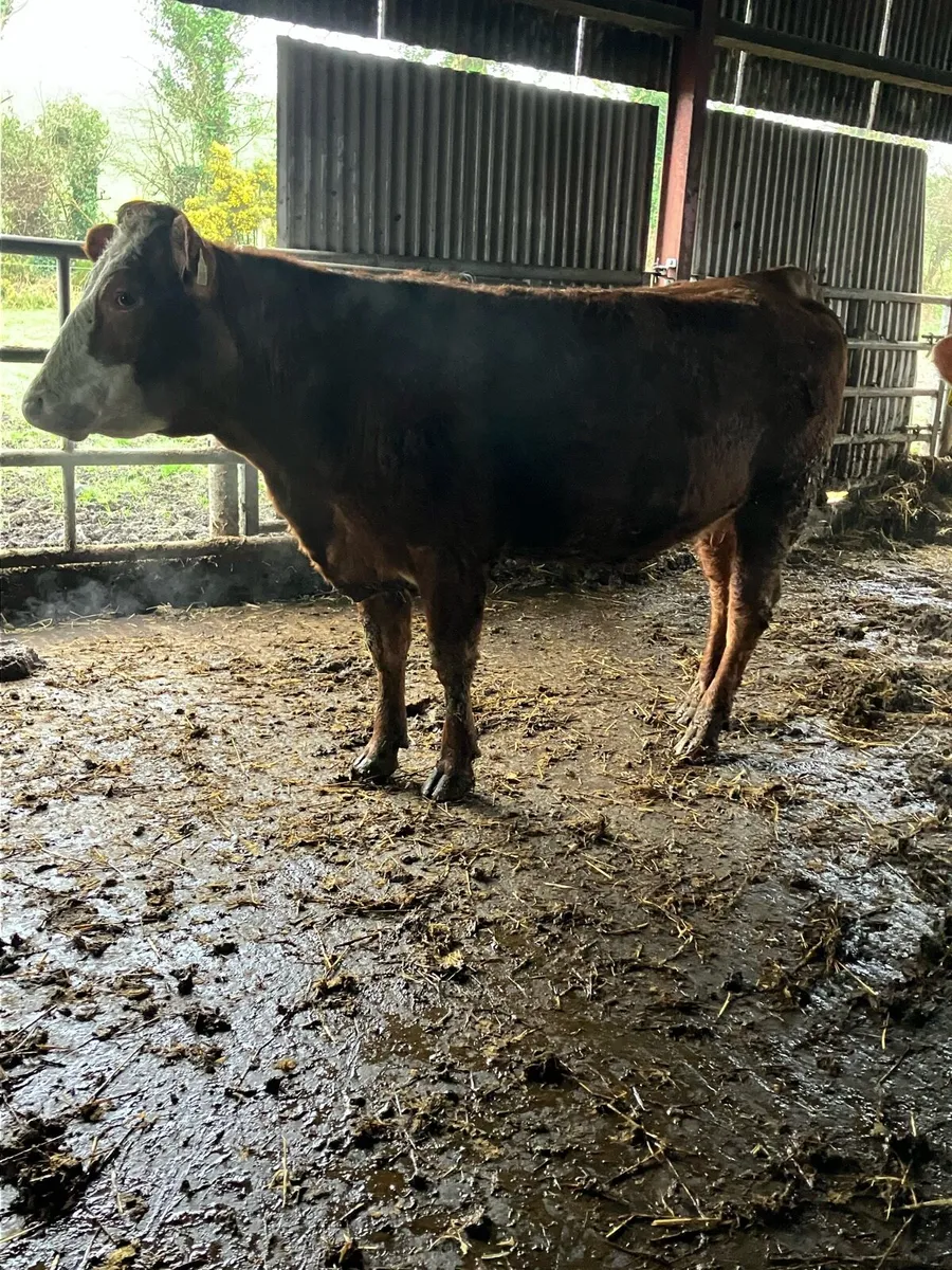 In calf Heifers - Image 1
