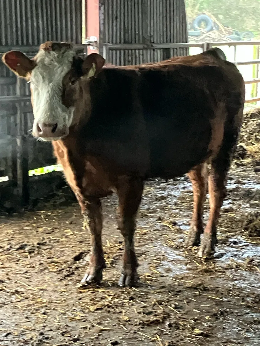 In calf Heifers - Image 2