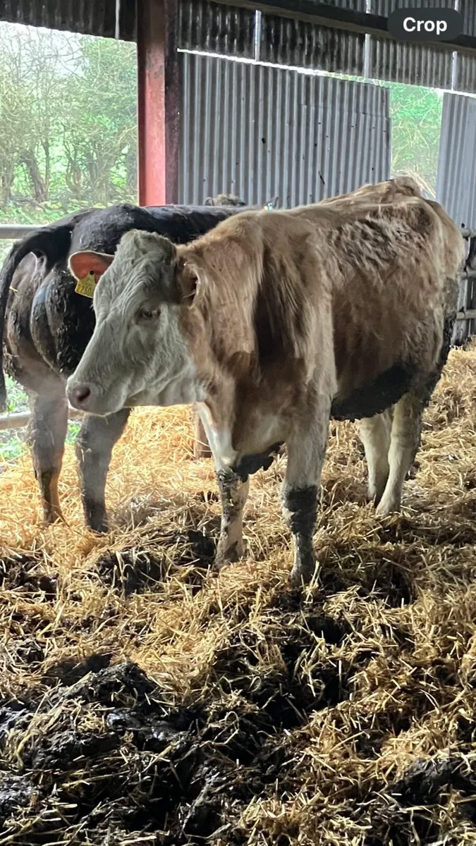 In calf Heifers - Image 3