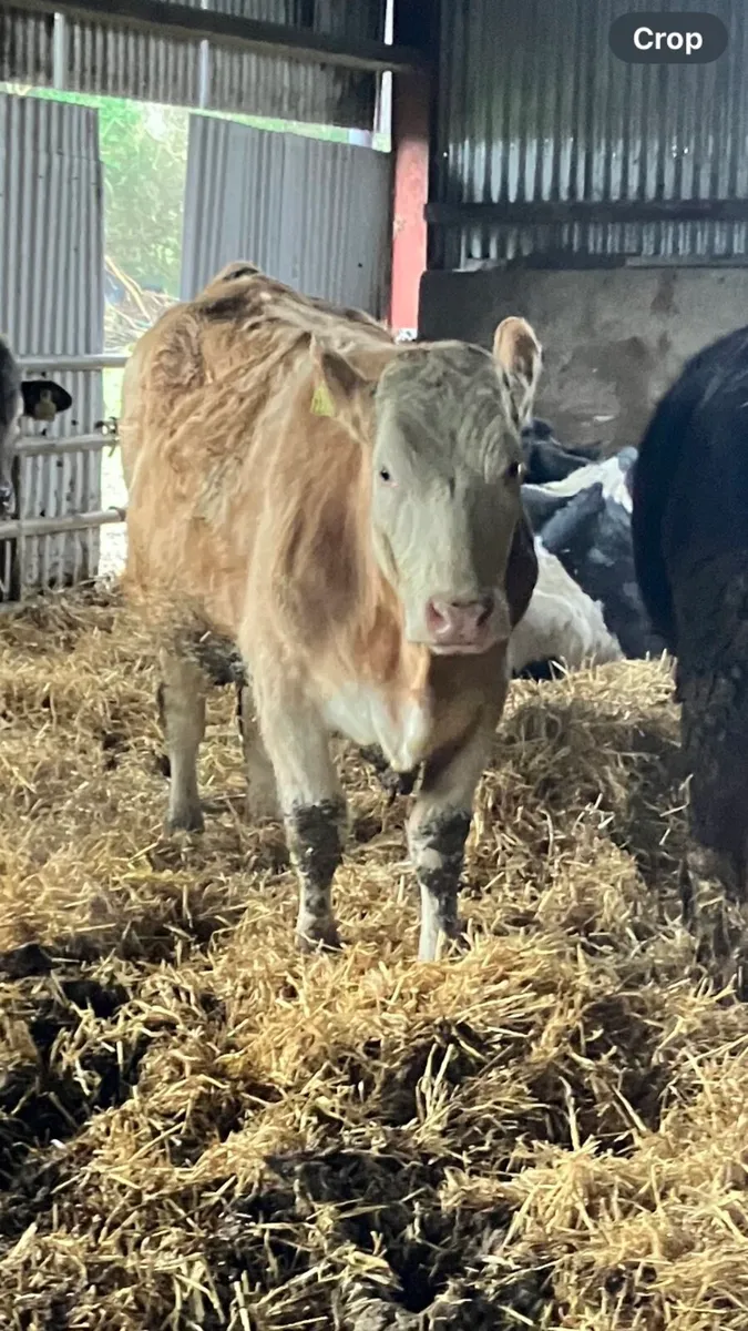 In calf Heifers - Image 4
