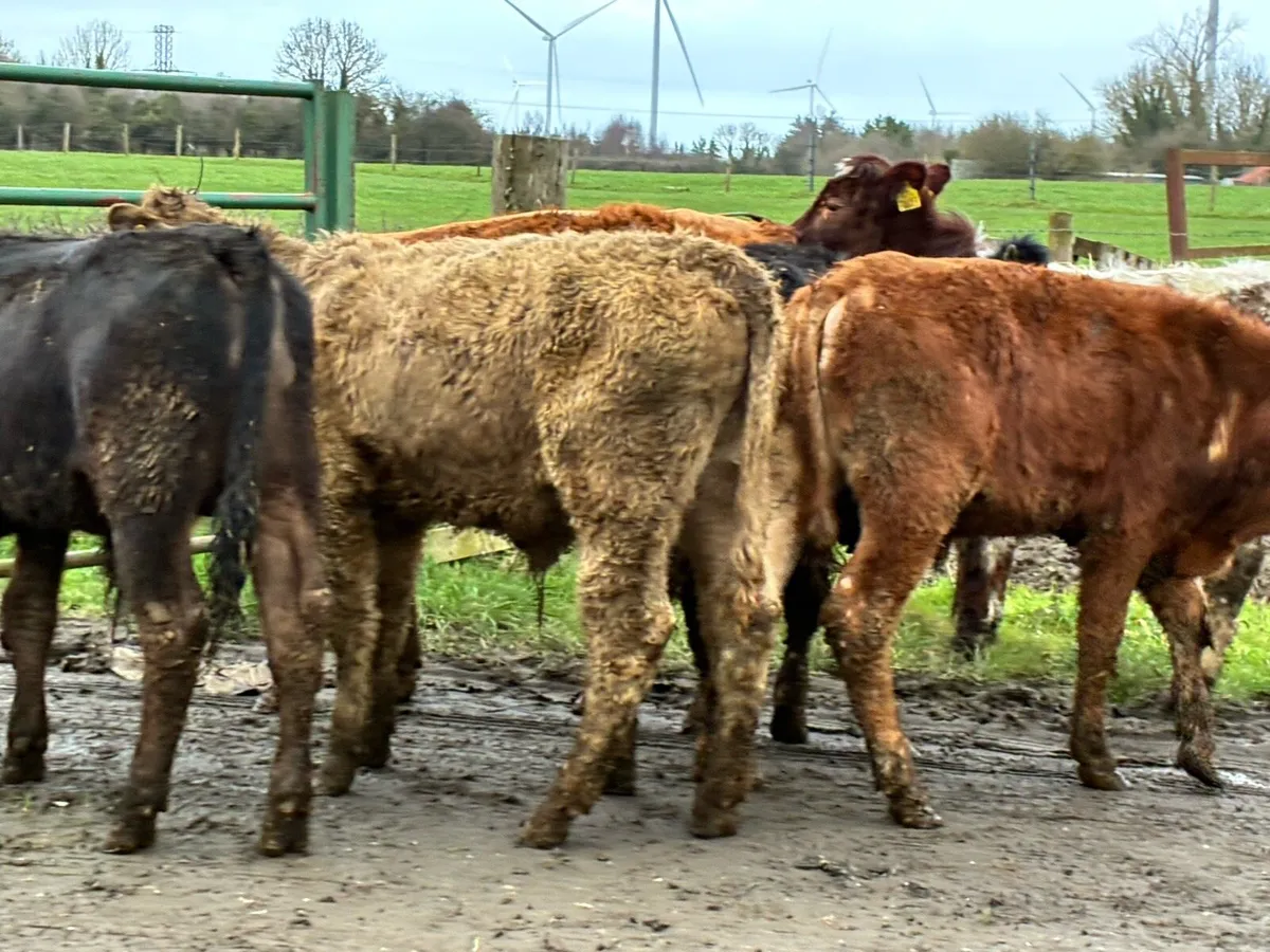 7 lovely continental bullocks for sale - Image 3