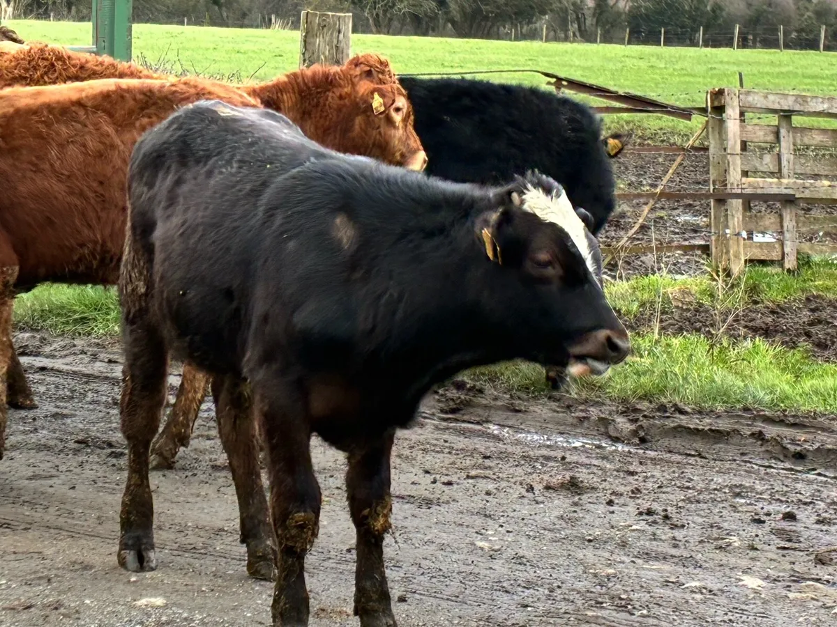 7 lovely continental bullocks for sale - Image 4