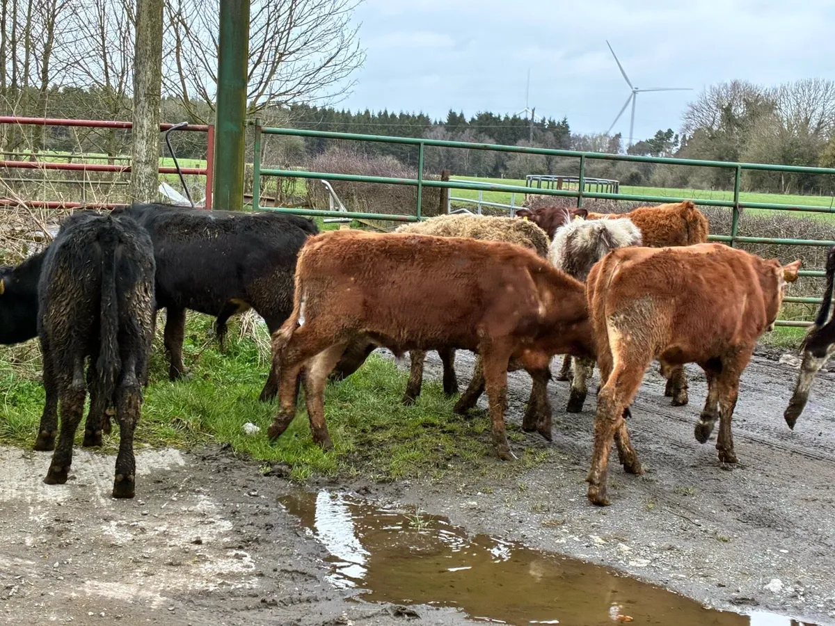 7 lovely continental bullocks for sale - Image 1