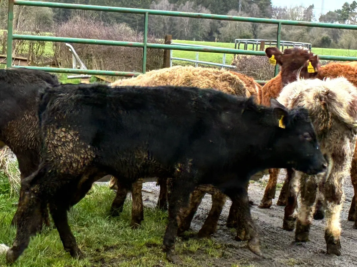 7 lovely continental bullocks for sale - Image 2