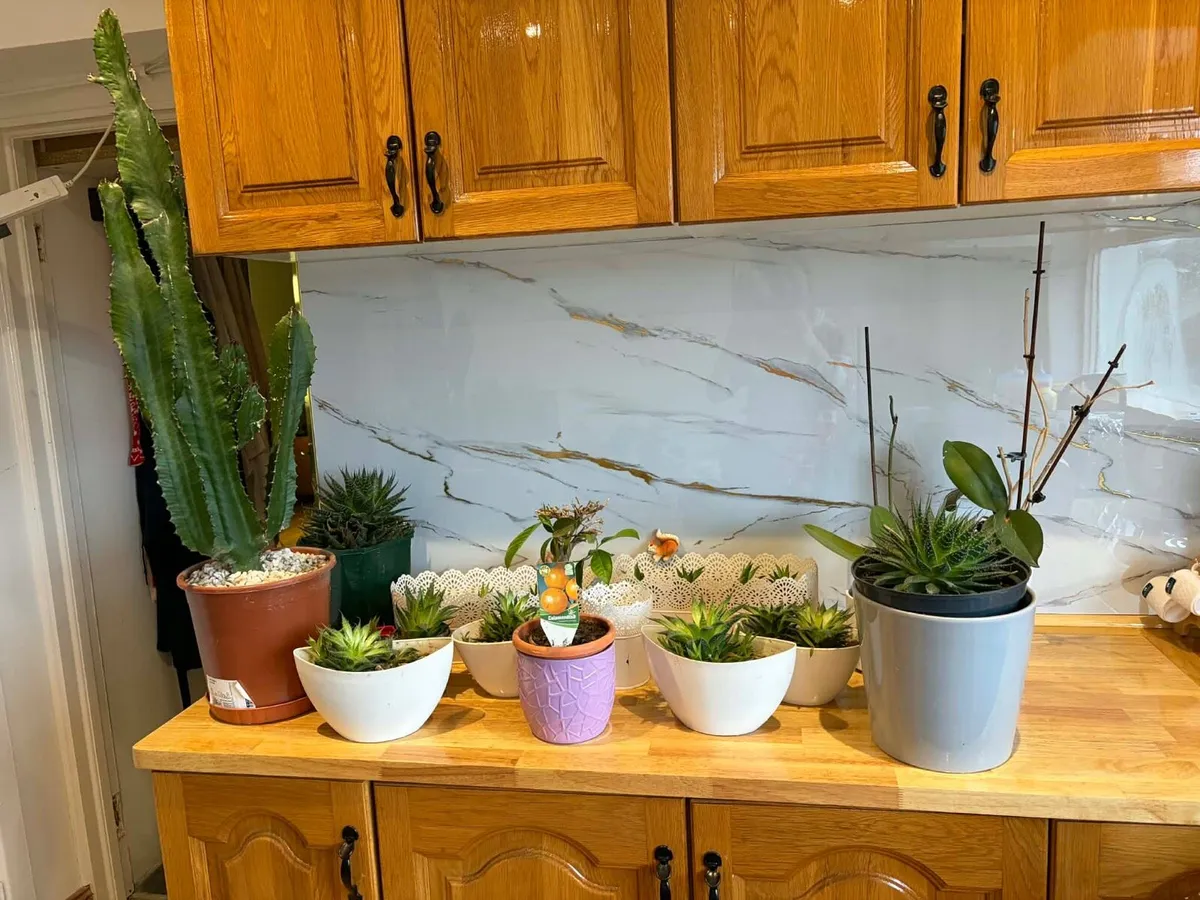 Indoor house hold bundle Cactus/ orchid bundles - Image 1