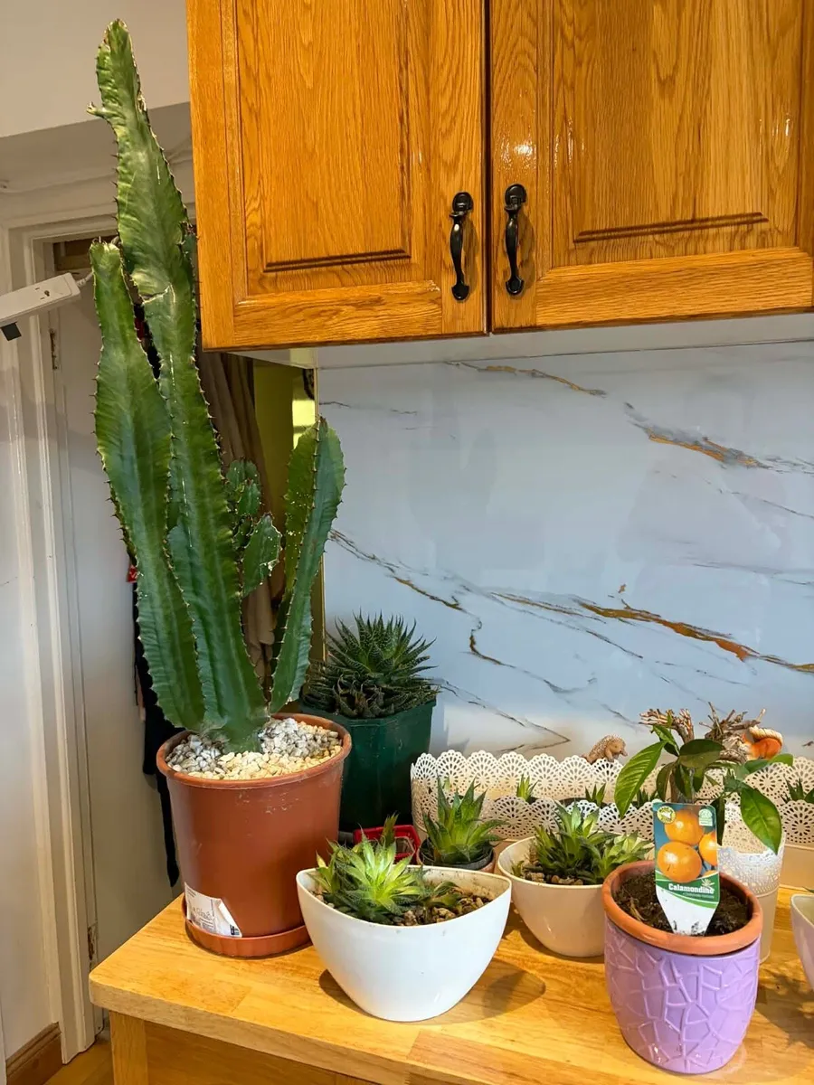 Indoor house hold bundle Cactus/ orchid bundles - Image 2