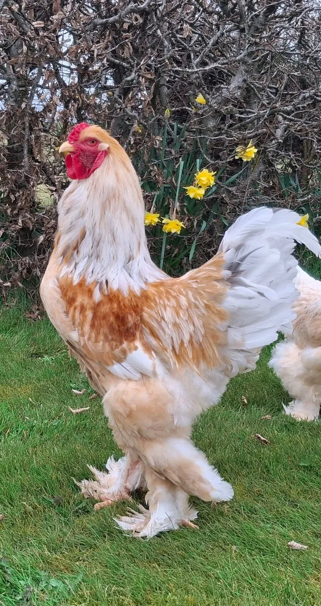 Hatching Eggs - Image 1