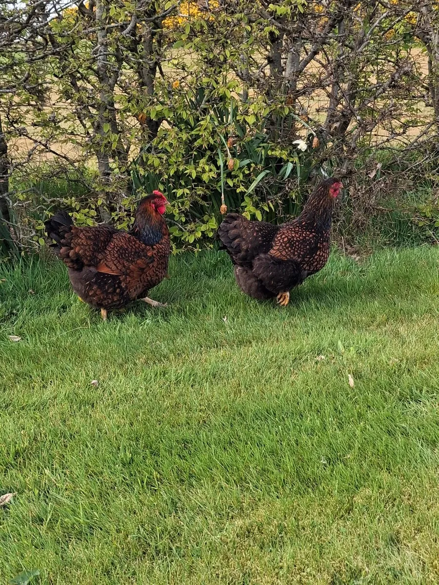 Hatching Eggs - Image 3