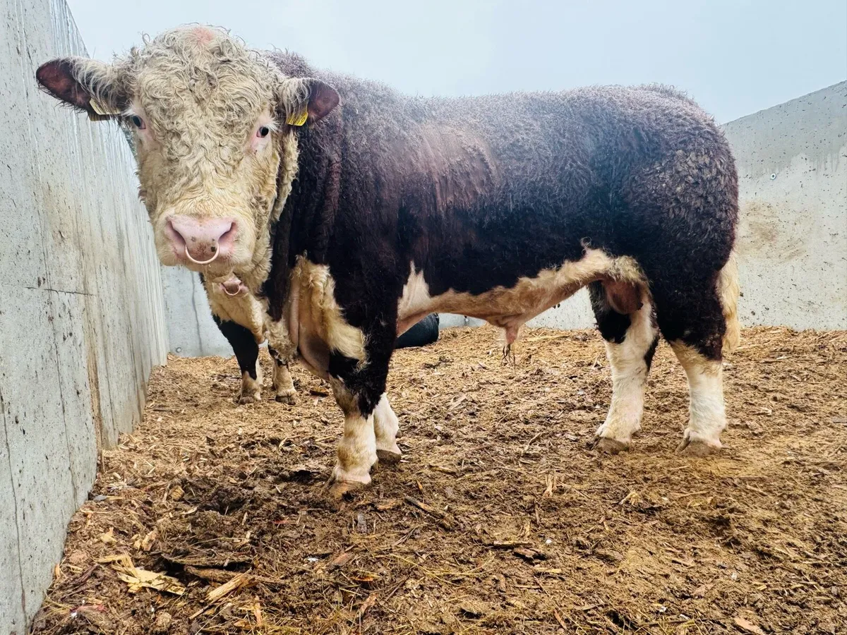 Quality Pedigree  Polled Hereford bull