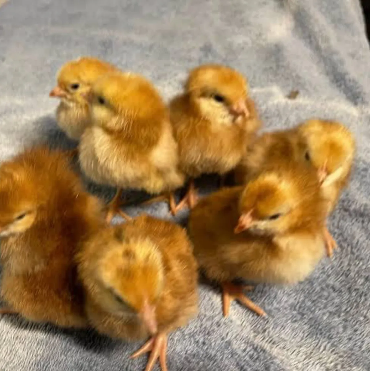 Day Old Chicks - Order And Hatch - Image 1