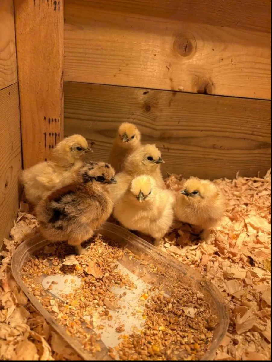 Day Old Chicks - Order And Hatch - Image 2