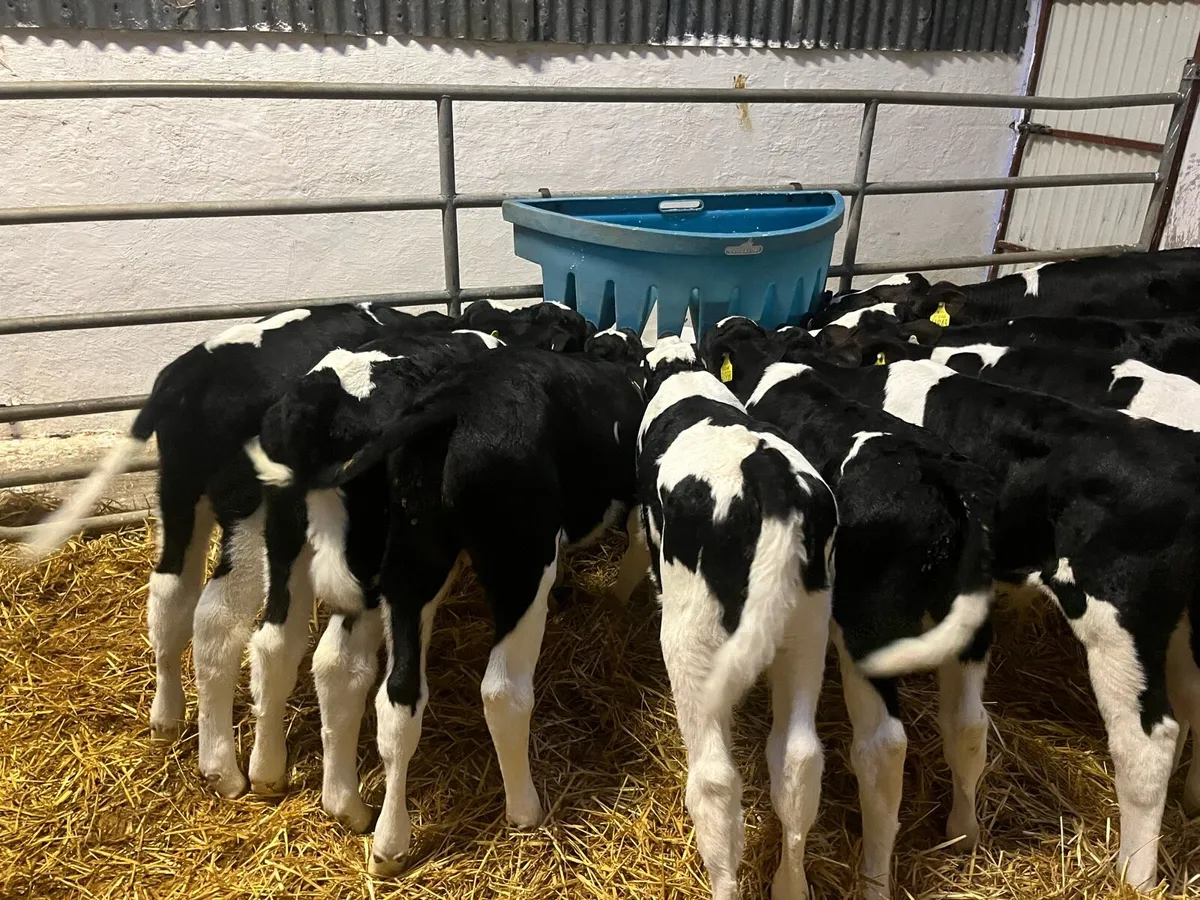 18 fresian bull calves - Image 1