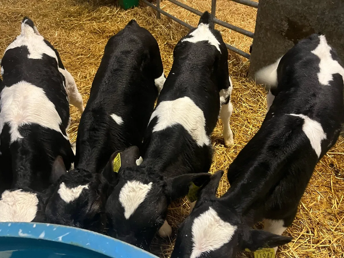 18 fresian bull calves - Image 2