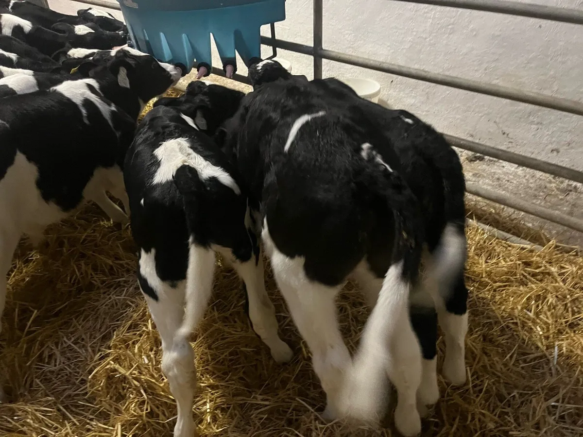 18 fresian bull calves - Image 3