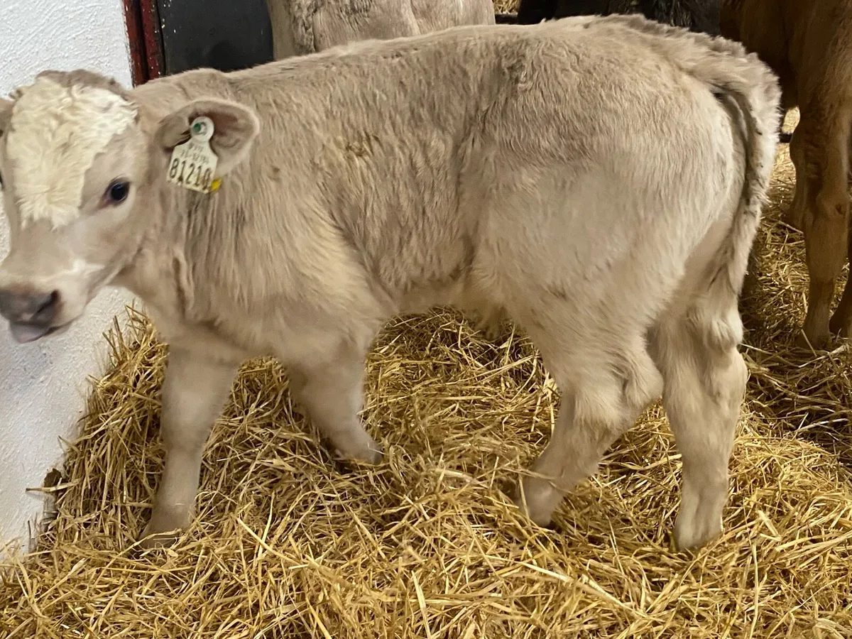 10 Super Strong Continental Bull Calves - Image 4