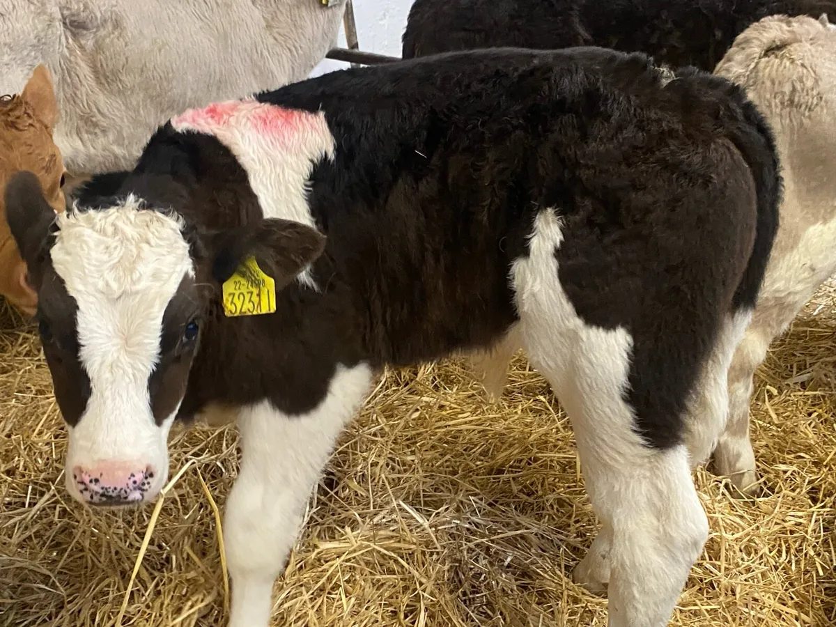 10 Super Strong Continental Bull Calves - Image 3