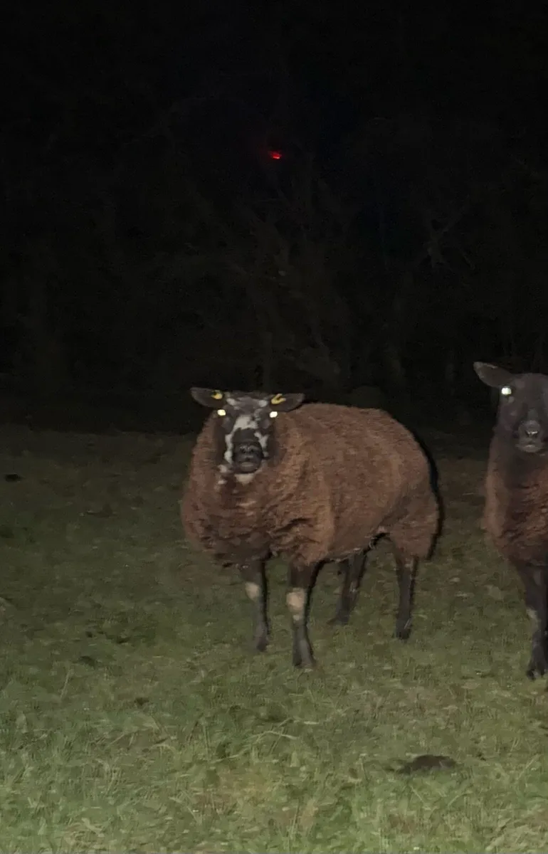Foster ewe - Image 1