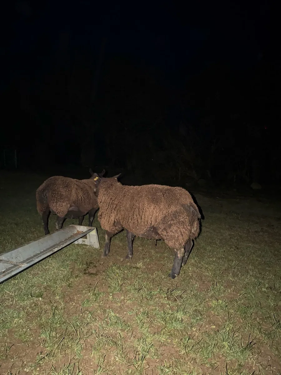 Foster ewe - Image 2